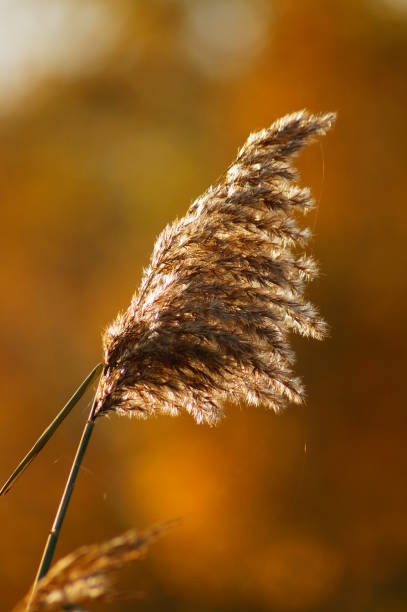 istock A seed ear of reed grass in autumn backlight. 1456141439