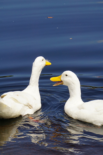 A couple of white geese floating on a calm lake