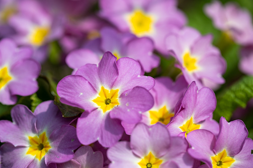 Horizontal closeup photo of two vibrant pink and purple Viola flowers growing in an organic garden in Spring. Soft focus background