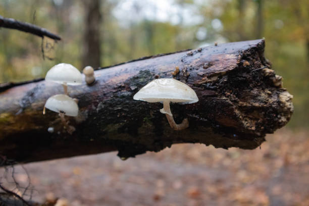 istock Wet, broken tree branch with small, white, transparent mushrooms 1456142239
