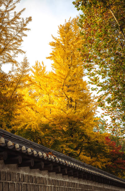 istock Tall ginkgo tree stretched out into the sky in autumn 1456142256
