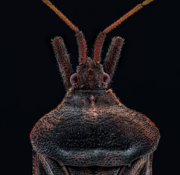 istock Extreme macro shot  of a spider 1456142394
