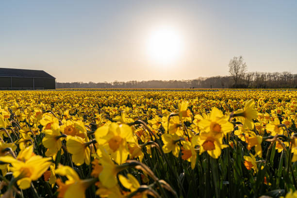 istock Beautiful bright meadow with blooming yellow daffodils 1456142750