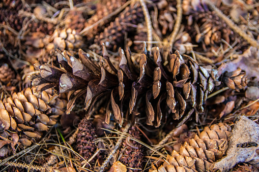 A closeup shot of a pile of pinecones on a forest floor