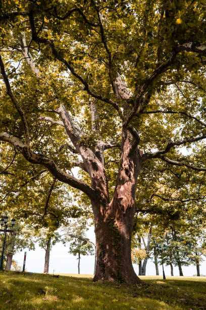 istock Vertical shot of a tree with green foliage in a park 1456142937