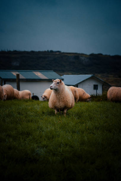 istock Icelandic sheep grazing in the farm 1456143086