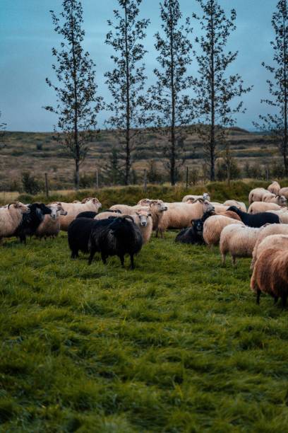 istock Icelandic sheep grazing in the farm 1456143092