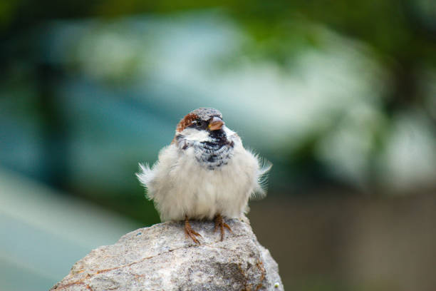 istock Closeup of a sparrow on a stone on a blurred background 1456143419