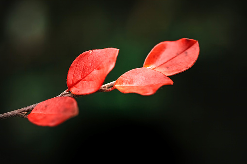A closeup shot of red leaves during fall in autumn