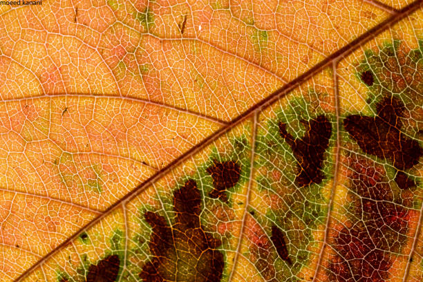 istock Closeup shot of a colorful leaf texture 1456143508