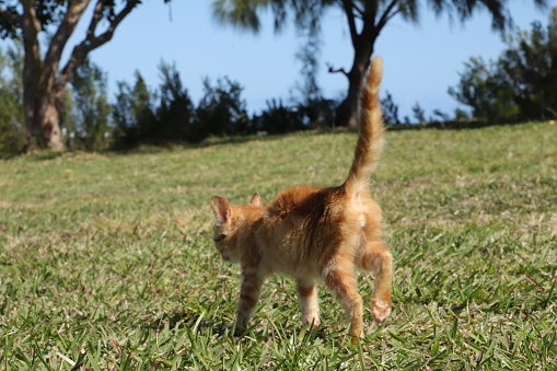 Baie du Cap, Mauritius - July 28, 2022: Young tiger cat close the beach of Baie du Cap, in the South of Mauritius.