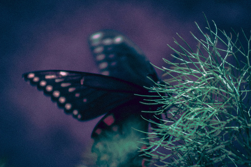 A closeup of the Papilio polyxenes, known as the black swallowtail, American swallowtail.