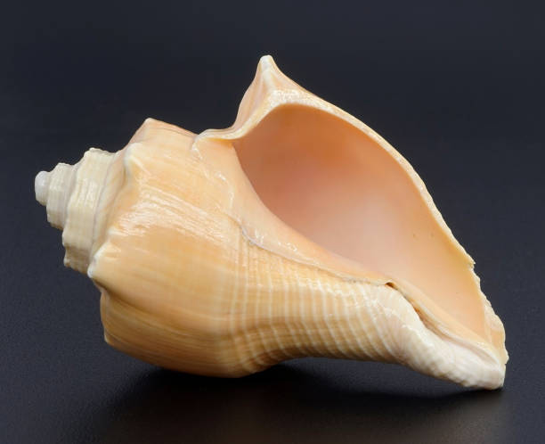 istock Closeup shot of a shell on the dark background 1456143916