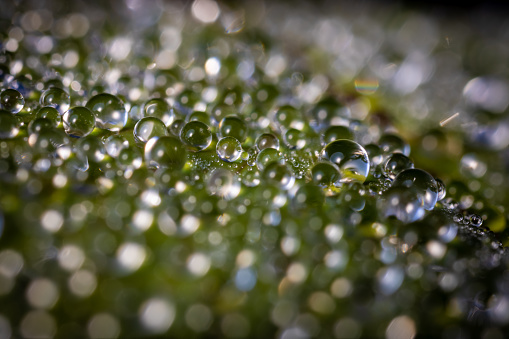 A macro shot of dewdrops on the green leaf against a blurred background