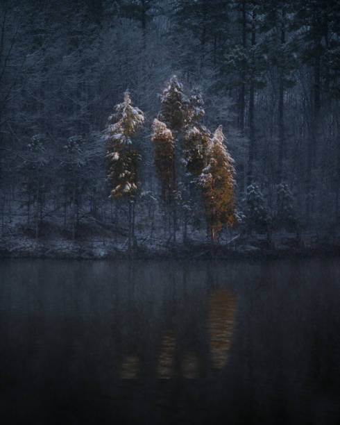 foto vertical de árvores em uma floresta durante o inverno no parque nacional de acadia, maine - vertical forest national forest woods - fotografias e filmes do acervo