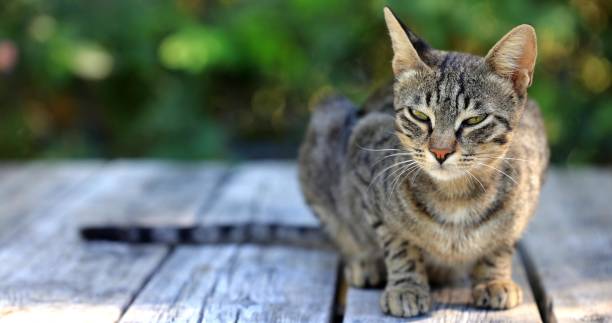 istock Beautiful Cat Posing In Front Of Camera - 1456144087