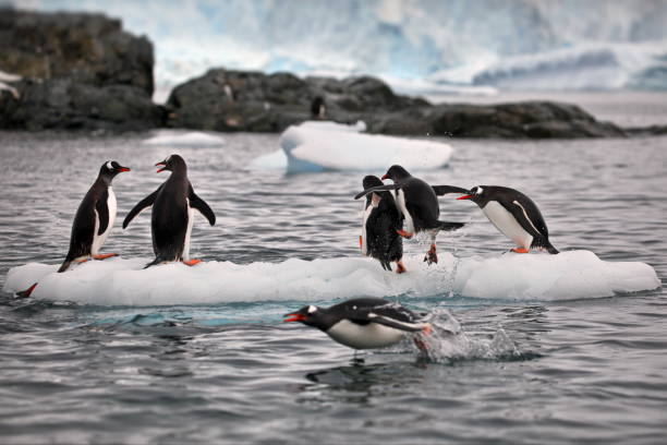 istock Penguins on a small iceberg in Antarctica 1456144349