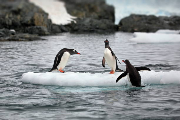 istock Penguins on a small iceberg in Antarctica 1456144365