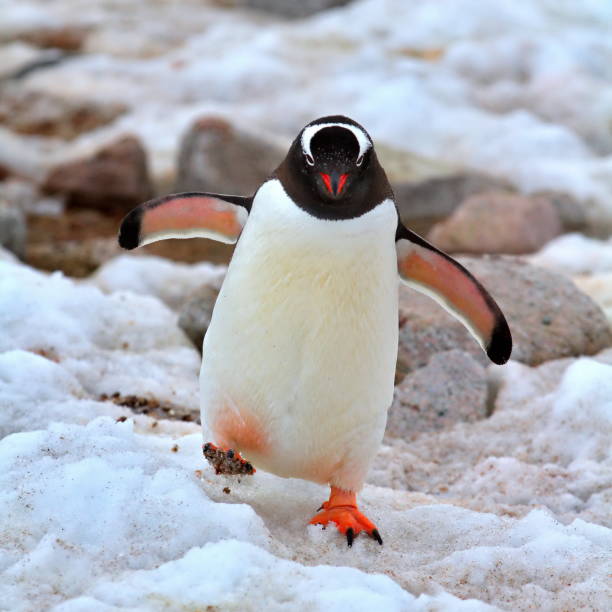 istock Penguin in its natural habitat in Antarctica 1456144425