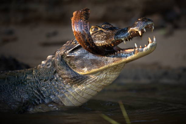 istock Alligator in water in Pantanal, Brasil 1456144446