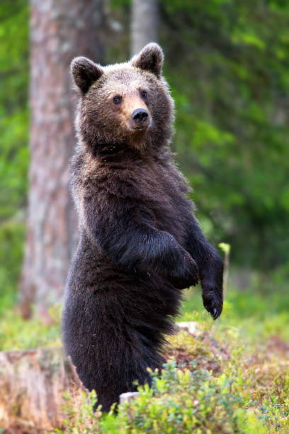 istock Brown bear in the forest in Finland 1456144463