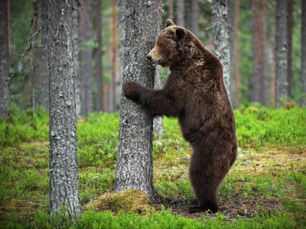 istock Big brown bear in the forest in Finland 1456144483