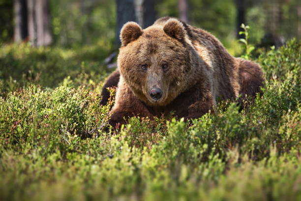 istock Big brown bear lying on the ground covered with green grass and looking at the camera 1456144538