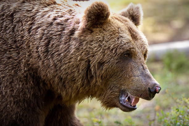 istock Big brown bear in the forest in Finland 1456144561