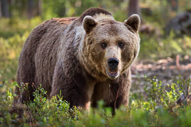 istock Big brown bear in the forest in Finland 1456144562