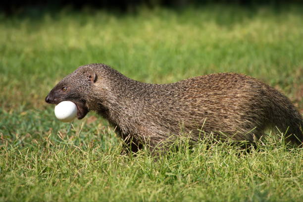 istock Mongoose with an egg in a grassy field in Israel 1456144576
