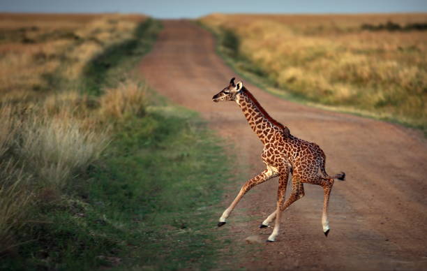 cucciolo di giraffa che corre su un sentiero nel masai mara, kenya - masai giraffe foto e immagini stock