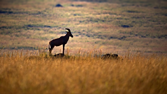 A mountain goat in a field in Masai Mara, Kenya