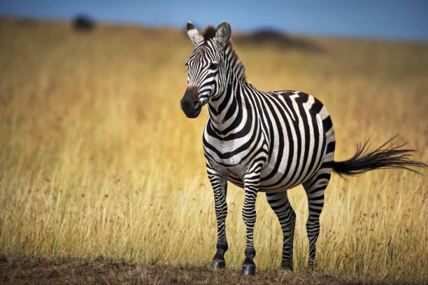 istock Zebra standing on a meadow in Masai Mara, Kenya 1456144643