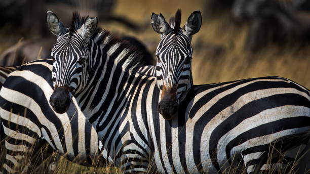 istock Zebras in an open field in Masai Mara, Kenya 1456144654