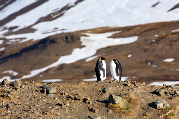 istock Two penguins in a natural environment in South Georgia 1456144742