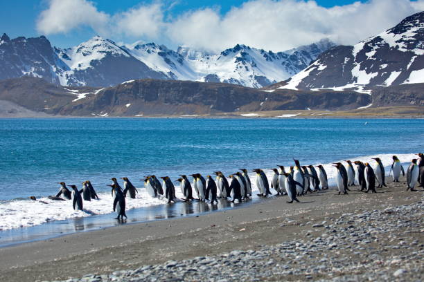 istock Group of penguins in South Georgia 1456144749