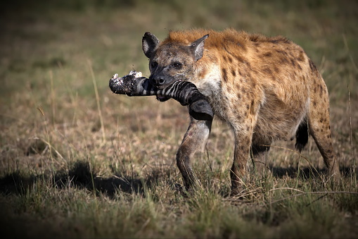 A hyena with prey in its mouth on a field in Tanzania