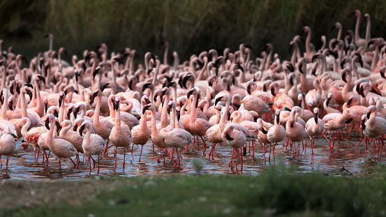 A group of pink flamingos in a pond in Tanzania