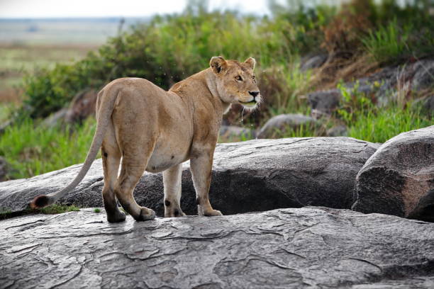 istock Lioness in Tanzania nature during daylight 1456144825
