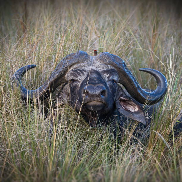 istock Closeup shot of a wildebeest 1456145379