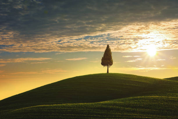Lonely Cypress Tree In Tuscany at sunset - fotografia de stock