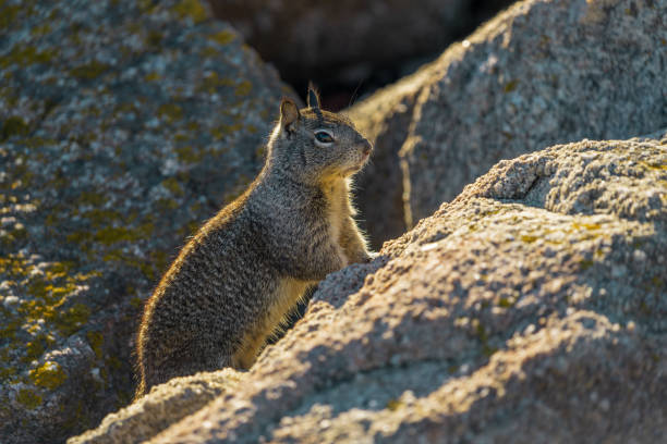 A closeup of a squirrel standing on a rock