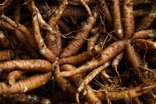 istock Coleus forskohlii root. Coleus barbatus root. Garmar root. 1456147392