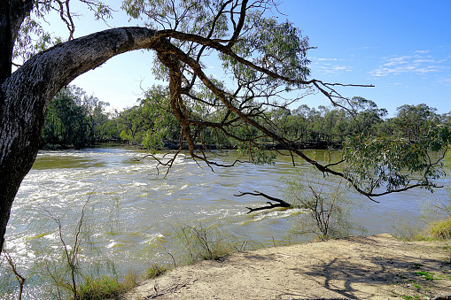 A flooded Murray River running on by the township in the Mallee Country