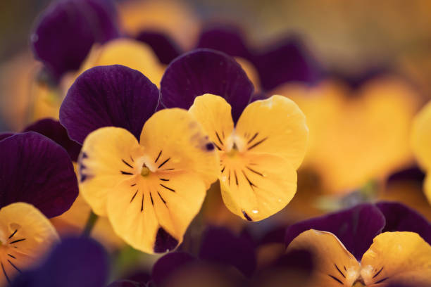 Blooming pansies in springtime garden on natural background. Vintage style.