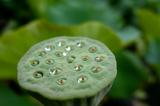 Close-up of Nelumbo nucifera 'Roseum plenum' or Sacred Lotus seed or nut against green lily pads background.