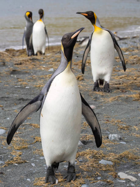 King Penguins walking on pebble beach Waddling king penguins walking towards the camera king penguin stock pictures, royalty-free photos & images