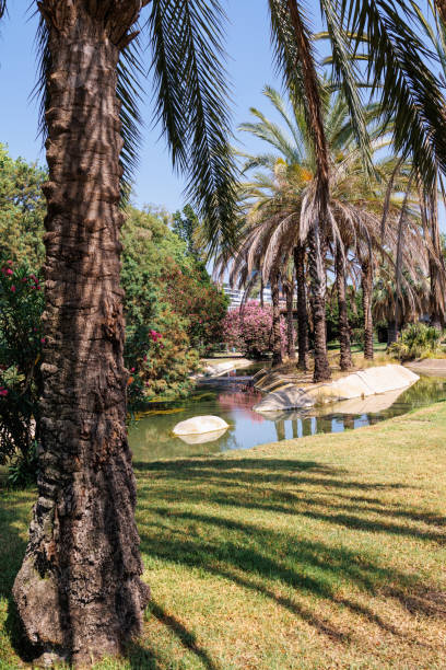 istock Small Artificial Pond in Turia Park with Palm Trees and Flowers 1456150848