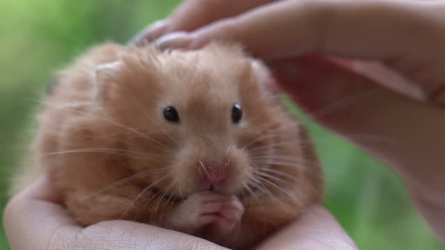 Syrian hamster grooming  on human hand