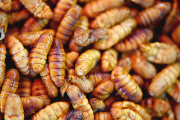 Full frame of oily salty silkworms, insect food. Good for backgrounds.